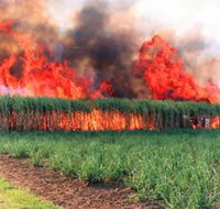 Reeves Family Sugar Cane Farm - Schoolies Week Accommodation