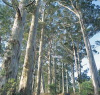 The Great Forest Trees Drive - Schoolies Week Accommodation