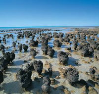 Hamelin Pool Stromatolites - Schoolies Week Accommodation