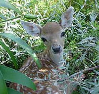 Mesopotamia Lodge Deer Park - Schoolies Week Accommodation