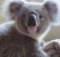 Koala Care Centre in Lismore - Schoolies Week Accommodation