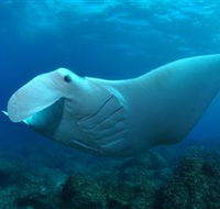 Manta Bommie Dive Site - Schoolies Week Accommodation