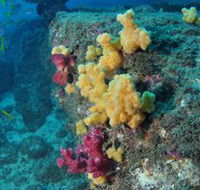 Shag Rock Dive Site - Schoolies Week Accommodation