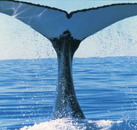 Humpback Whales - Schoolies Week Accommodation