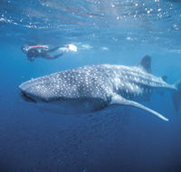 Swim with the Whale Sharks - Schoolies Week Accommodation