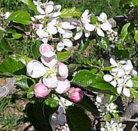 Avro Park Orchards - Schoolies Week Accommodation