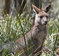 Blue Mountains Guides - Schoolies Week Accommodation