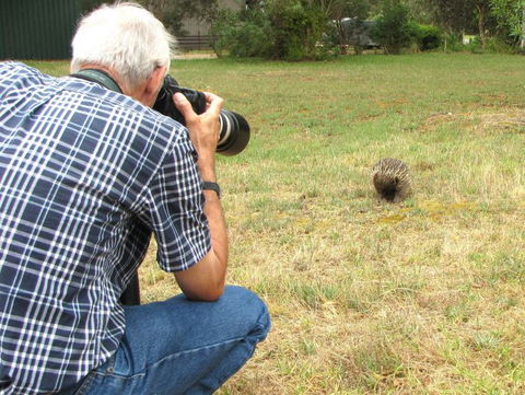 Echidna Walkabout Nature Tours - Schoolies Week Accommodation 8