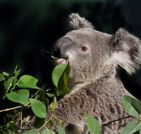 Koala Transfers - Schoolies Week Accommodation