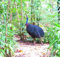 Daintree Safaris - Schoolies Week Accommodation
