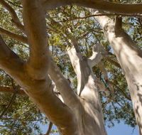 Lindsay Pryor Walk Australian National University - Schoolies Week Accommodation