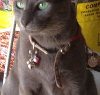 Pets and Saddles - Schoolies Week Accommodation