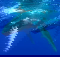 Dunsborough Whale Watching Eco Tour - Schoolies Week Accommodation