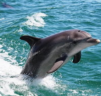 Half-Day Mandurah Canals  Dolphin Watch Tour - Schoolies Week Accommodation