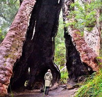 Margaret River Wineries Caves Ocean and Karri - Air  Ground Tour - Schoolies Week Accommodation