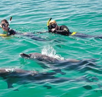 Swim with Dolphins Day Trip from Perth - Schoolies Week Accommodation