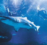Snorkel with Sharks at AQWA - Schoolies Week Accommodation