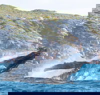 Jet Boat Whale Watching Safari from Dunsborough - Schoolies Week Accommodation