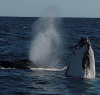 Perth Whale-Watching Cruise from Hillarys Boat Harbour - Schoolies Week Accommodation
