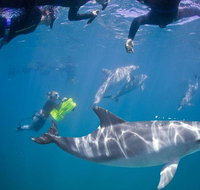Swim with Wild Dolphins - Schoolies Week Accommodation