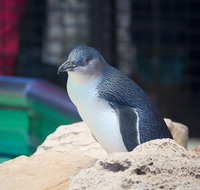 Full-Day Penguin Island  Mandurah Canal Cruise - Schoolies Week Accommodation