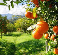Full-Day Swan Valley Wildlife Park Winery  Fruit Orchard - Schoolies Week Accommodation