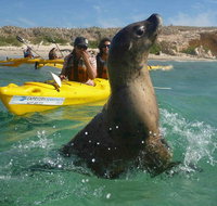 Penguin and Seal Island Kayak Tour - Schoolies Week Accommodation