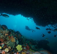 Rottnest Island scuba diving from Fremantle - Schoolies Week Accommodation