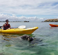 Seal Island and Penguin Island or Point Peron Sea Kayak Tour - Schoolies Week Accommodation