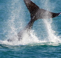 Whale-Watching Cruise and Hillarys Boat Harbour Day Trip from Perth - Schoolies Week Accommodation