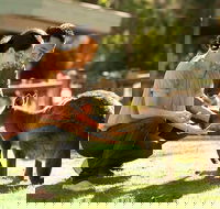 Very Best of Perth Tour - Wildlife Park  City Highlights Tour - Schoolies Week Accommodation