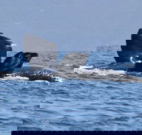 3 Hour Winter Whale Safari May - Oct around King George Sound - Schoolies Week Accommodation