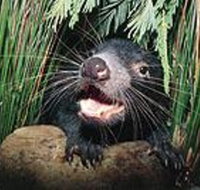 Hobart Shore Excursion Half Day Bonorong Wildlife Park with Richmond Tour - Schoolies Week Accommodation