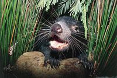 Hobart Shore Excursion: Half Day Bonorong Wildlife Park With Richmond Tour - Schoolies Week Accommodation 0