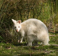 Bruny Island premium private photo-oriented day tour from Hobart - Schoolies Week Accommodation