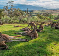 Shore Excursion Hobart's Best In Half A Day - Schoolies Week Accommodation