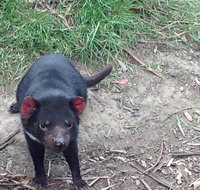 Private Bonorong Wildlife Sanctuary and Richmond 5 Hour Trip from Hobart - Schoolies Week Accommodation