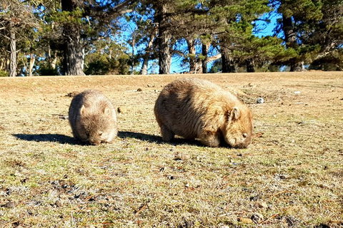 2-Day: Hiking Tour: Maria Island & Mount Field - Schoolies Week Accommodation 3