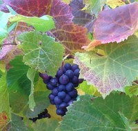 Wine at the weekend Tour from Hobart - Schoolies Week Accommodation
