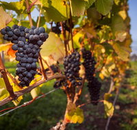 Half Day Tamar Valley Wine Tour - Schoolies Week Accommodation