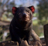 Mt. Field National Park and Bonorong Wildlife Park - Schoolies Week Accommodation