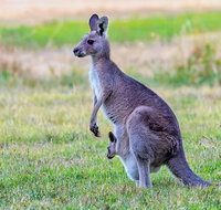 Bonorong Wildlife Park Richmond Village Hobart Highlights - Schoolies Week Accommodation