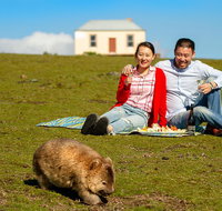 Wineglass Bay And Maria Island Wildlife Scenic Flight From Hobart - Schoolies Week Accommodation