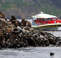 3-Hour Bruny Island Cruise from Adventure Bay - Schoolies Week Accommodation