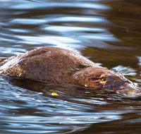 Wild-Platypus 2 hour wildlife tour - Schoolies Week Accommodation