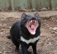ZOODOO ZOO tour meet the famous Tasmanian Devil cuddle a kangaroo feed a lion - Schoolies Week Accommodation