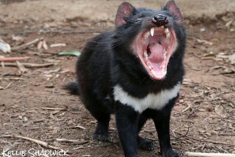 Bonorong Wildlife Park Shuttle - Cruise Ship Shore Excursion - Schoolies Week Accommodation 1