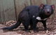 Bonorong Wildlife Park Shuttle - Cruise Ship Shore Excursion - thumb 0