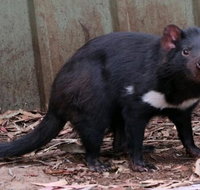 Bonorong Wildlife Park Shuttle - cruise ship shore excursion - Schoolies Week Accommodation
