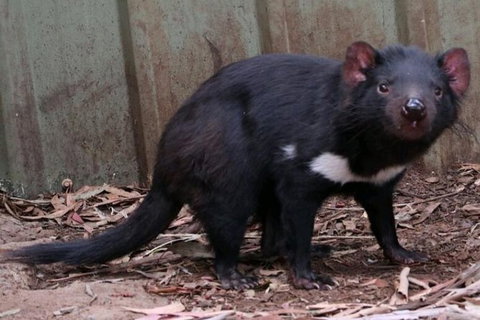 Bonorong Wildlife Park Shuttle - Cruise Ship Shore Excursion - Schoolies Week Accommodation 0